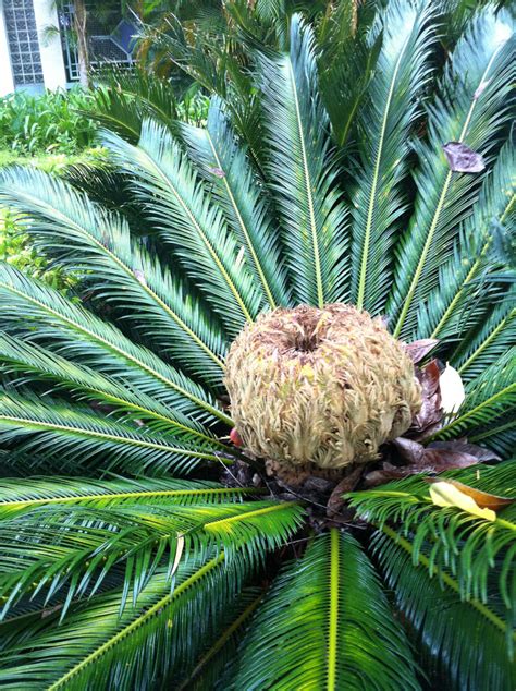 鐵樹 蕨類|蘇鐵 Cycas revoluta Thunb